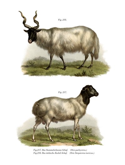 Sheep by German School